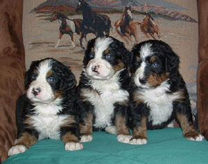 Bernese Mountain Puppies