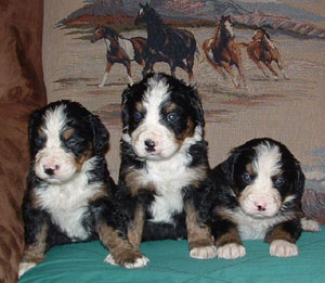 Bernese Mountain Puppies