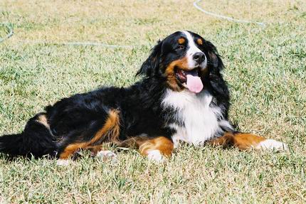 Bernese Mountain Dog
