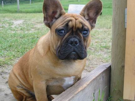 French Bulldog