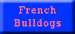 French Bulldogs