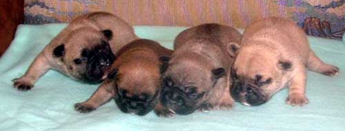 French Bulldog Puppies