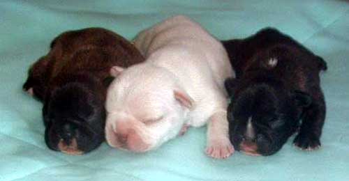 French Bulldog Puppies